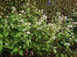 Glockenknöterich 'Southcombe White' -Günstiges Erd Seele Geschäft glockenknoeterich southcombe white m061577 w 0