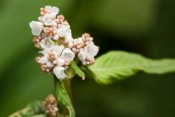 Glockenknöterich 'Southcombe White' -Günstiges Erd Seele Geschäft glockenknoeterich southcombe white m061577 w 1