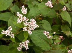 Glockenknöterich 'Southcombe White' -Günstiges Erd Seele Geschäft glockenknoeterich southcombe white m061577 w 2