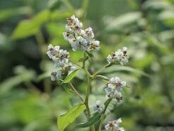 Glockenknöterich 'Southcombe White' -Günstiges Erd Seele Geschäft glockenknoeterich southcombe white m061577 w 4