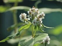 Glockenknöterich 'Southcombe White' -Günstiges Erd Seele Geschäft glockenknoeterich southcombe white m061577 w 5