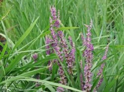 Glöckchentraube 'Big Blue'