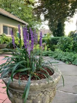 Glöckchentraube 'Ingwersen' -Günstiges Erd Seele Geschäft gloeckchentraube ingwersen m075905 728667 0