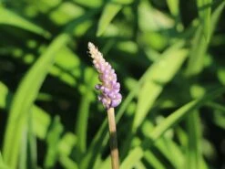 Glöckchentraube 'Ingwersen' -Günstiges Erd Seele Geschäft gloeckchentraube ingwersen m075905 w 0