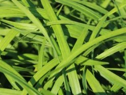 Glöckchentraube 'Ingwersen' -Günstiges Erd Seele Geschäft gloeckchentraube ingwersen m075905 w 1