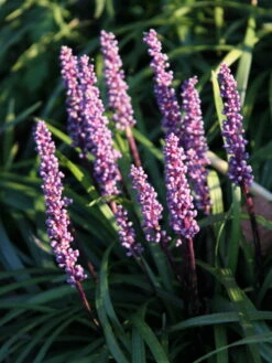 Glöckchentraube 'Ingwersen' -Günstiges Erd Seele Geschäft gloeckchentraube ingwersen m075905 w 2