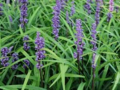 Glöckchentraube 'Ingwersen' -Günstiges Erd Seele Geschäft gloeckchentraube ingwersen m075905 w 3