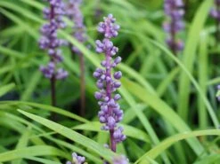 Glöckchentraube 'Ingwersen' -Günstiges Erd Seele Geschäft gloeckchentraube ingwersen m075905 w 4