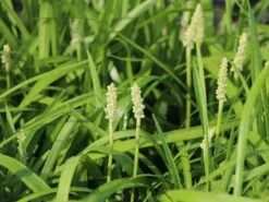 Glöckchentraube 'Monroe White' -Günstiges Erd Seele Geschäft gloeckchentraube monroe white m078464 w 0