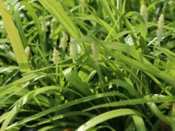 Glöckchentraube 'Monroe White' -Günstiges Erd Seele Geschäft gloeckchentraube monroe white m078464 w 2