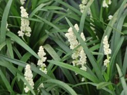 Glöckchentraube 'Monroe White' -Günstiges Erd Seele Geschäft gloeckchentraube monroe white m078464 w 3