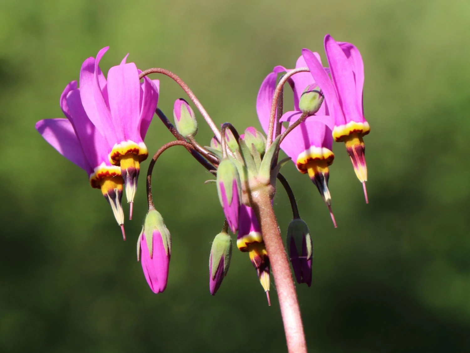 Götterblume 3 Götterblume
