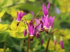 Götterblume 17 Götterblume -Günstiges Erd Seele Geschäft goetterblume m001611 w 0