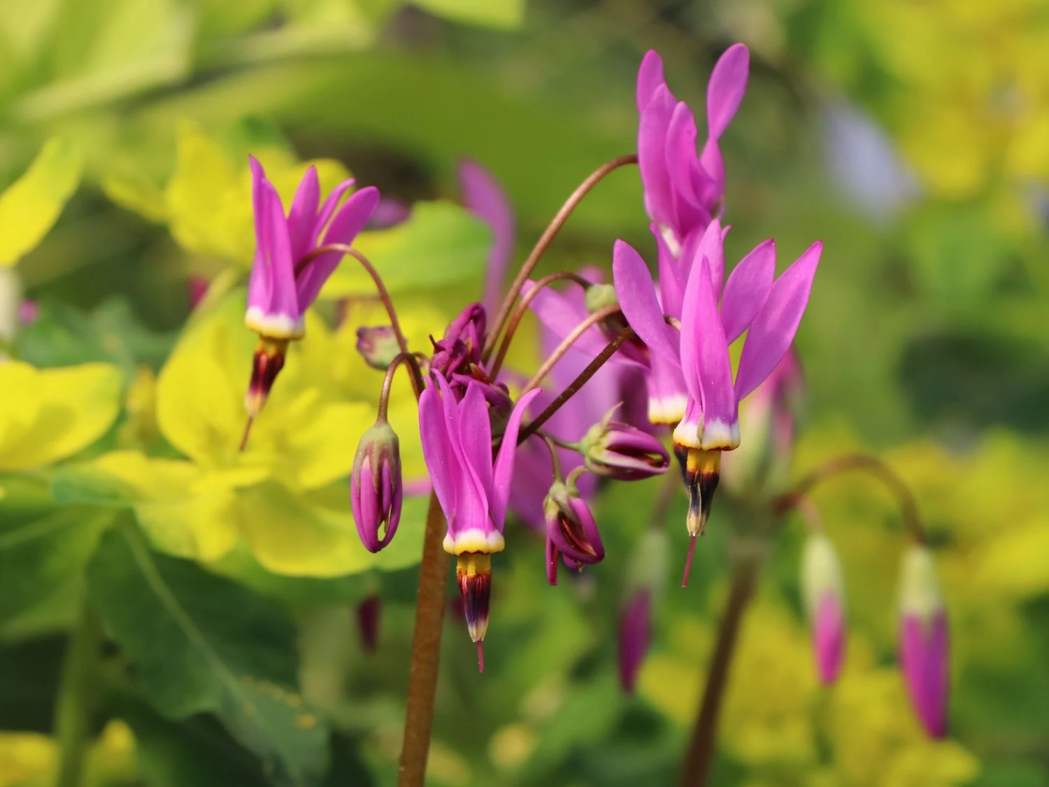 Götterblume 7 Götterblume – Bild 5