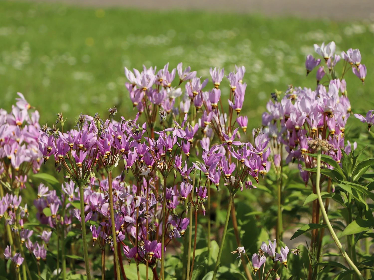 Götterblume 13 Götterblume – Bild 11