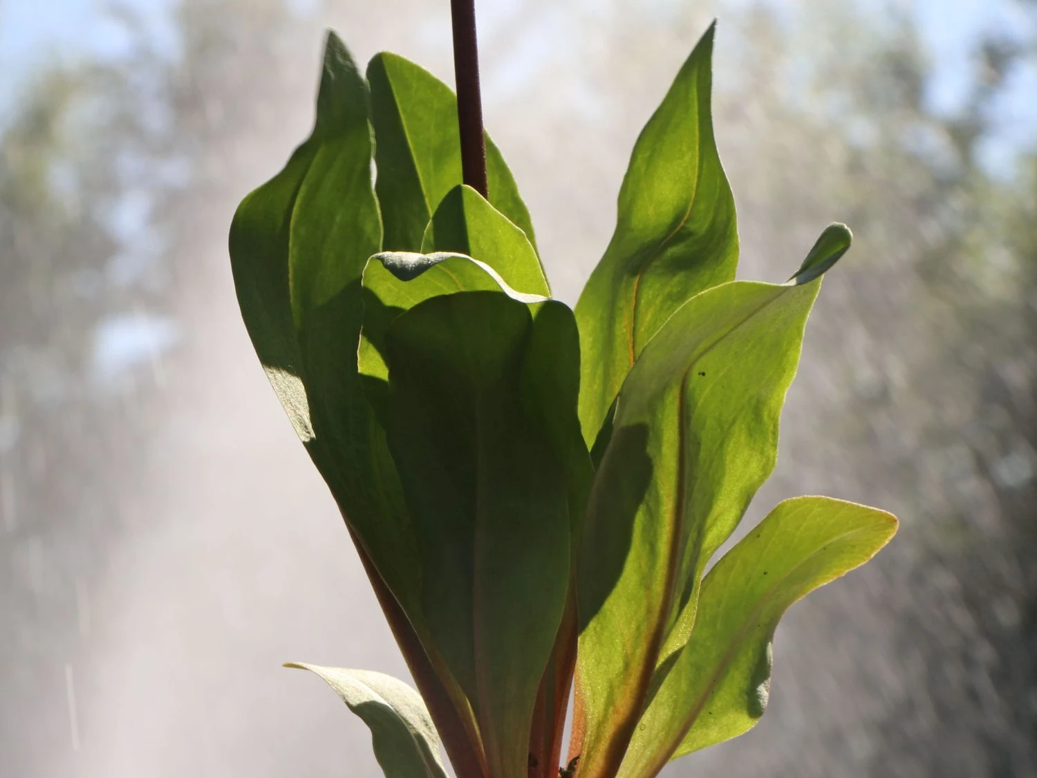 Götterblume 8 Götterblume – Bild 6