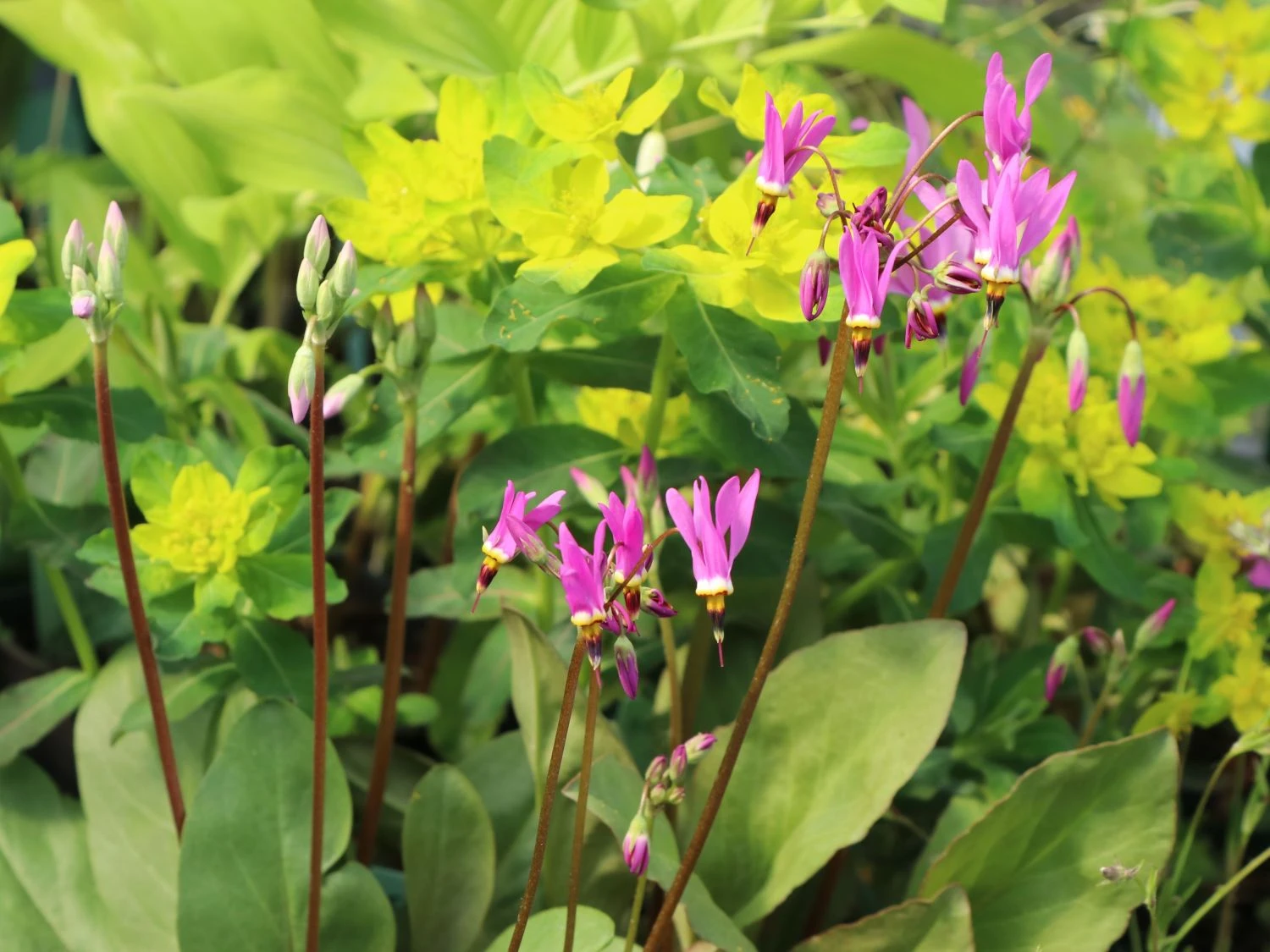 Götterblume 10 Götterblume – Bild 8