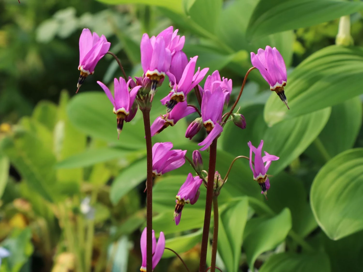 Götterblume 9 Götterblume – Bild 7