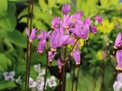 Götterblume 21 Götterblume -Günstiges Erd Seele Geschäft goetterblume m001611 w 5