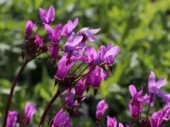 Götterblume 16 Götterblume -Günstiges Erd Seele Geschäft goetterblume m001611 w 6