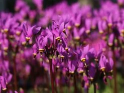 Götterblume 22 Götterblume -Günstiges Erd Seele Geschäft goetterblume m001611 w 7