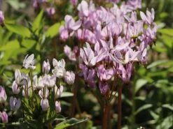 Götterblume 15 Götterblume -Günstiges Erd Seele Geschäft goetterblume m001611 w 8