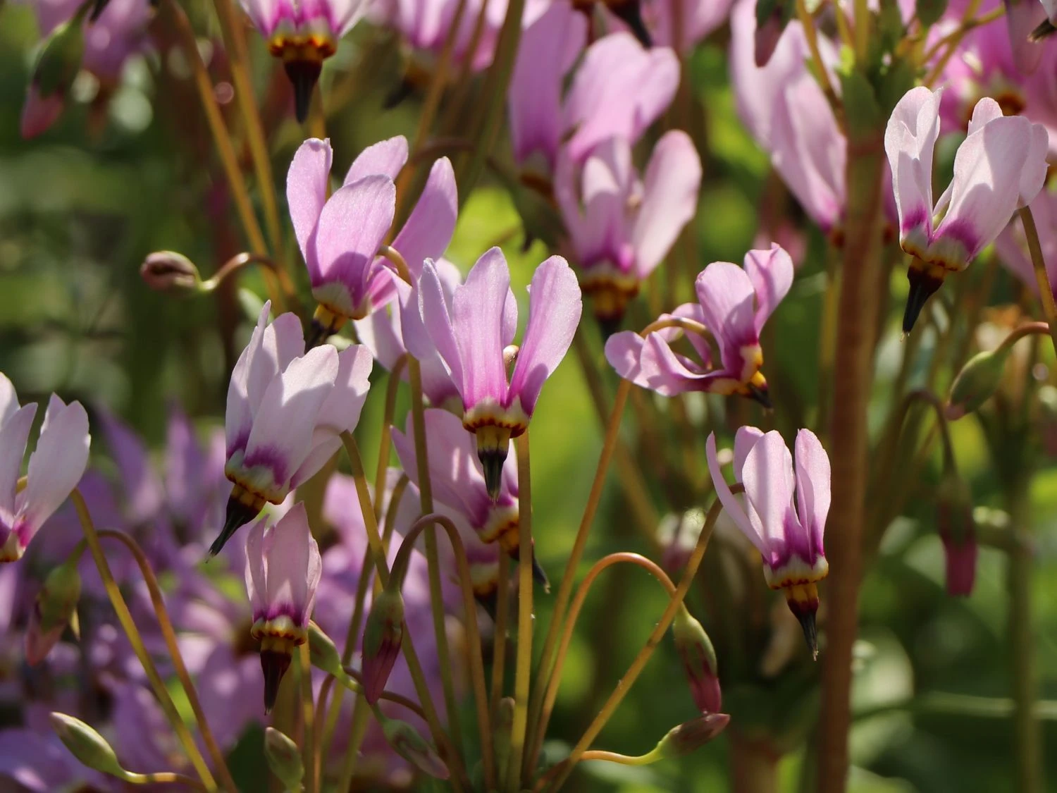 Götterblume 4 Götterblume – Bild 2