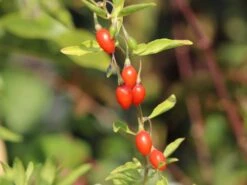 Gojibeere / Chinesischer Bocksdorn