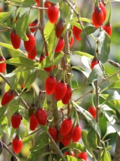 Gojibeere / Gemeiner Bocksdorn / Teufelszwirn -Günstiges Erd Seele Geschäft gojibeere gemeiner bocksdorn teufelszwirn m043038 w 1