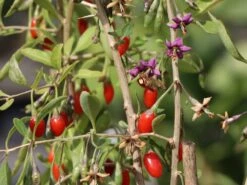 Gojibeere / Gemeiner Bocksdorn / Teufelszwirn -Günstiges Erd Seele Geschäft gojibeere gemeiner bocksdorn teufelszwirn m043038 w 3