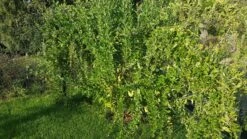 Gojibeere / Gemeiner Bocksdorn / Teufelszwirn 'No. 1 Lifeberry ®' -Günstiges Erd Seele Geschäft gojibeere gemeiner bocksdorn teufelszwirn no 1 lifeberry m072837 997396 0