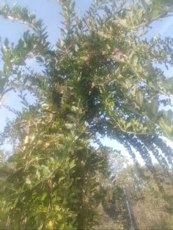 Gojibeere / Gemeiner Bocksdorn / Teufelszwirn 'No. 1 Lifeberry ®' -Günstiges Erd Seele Geschäft gojibeere gemeiner bocksdorn teufelszwirn no 1 lifeberry m072837 997396 1