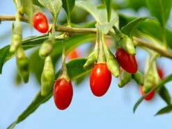 Gojibeere / Gemeiner Bocksdorn / Teufelszwirn 'No. 1 Lifeberry ®'