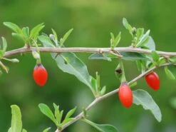 Gojibeere / Gemeiner Bocksdorn / Teufelszwirn 'Sweet Lifeberry ®' -Günstiges Erd Seele Geschäft gojibeere gemeiner bocksdorn teufelszwirn sweet lifeberry m054455 w 0