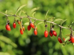 Gojibeere / Gemeiner Bocksdorn / Teufelszwirn 'Sweet Lifeberry ®' -Günstiges Erd Seele Geschäft gojibeere gemeiner bocksdorn teufelszwirn sweet lifeberry m054455 w 1