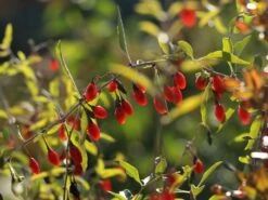 Gojibeere / Gemeiner Bocksdorn / Teufelszwirn 'Sweet Lifeberry ®' -Günstiges Erd Seele Geschäft gojibeere gemeiner bocksdorn teufelszwirn sweet lifeberry m054455 w 2