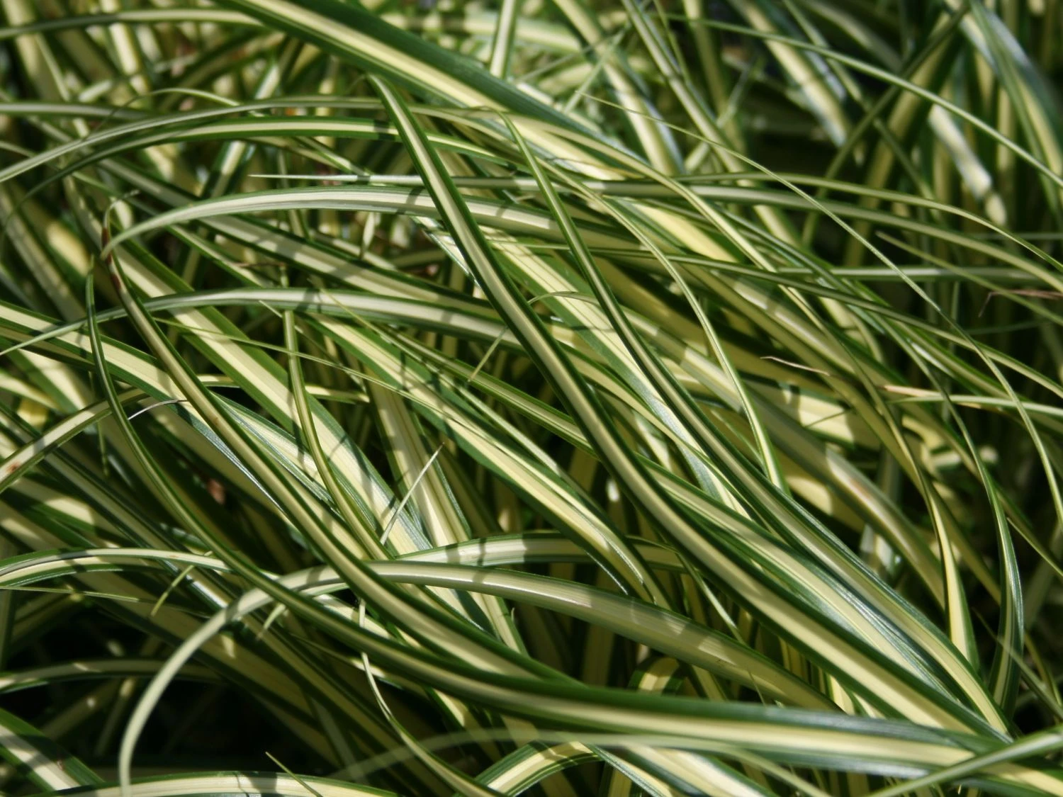 Gold Segge 'Evergold' 3 Gold Segge 'Evergold'