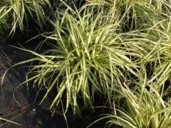 Gold Segge 'Evergold' 11 Gold Segge 'Evergold' -Günstiges Erd Seele Geschäft gold segge evergold m015279 w 0