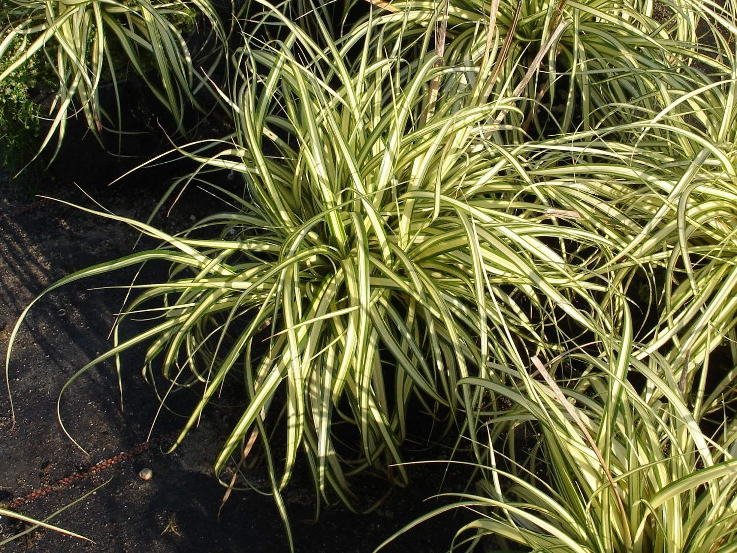 Gold Segge 'Evergold' 5 Gold Segge 'Evergold' – Bild 3