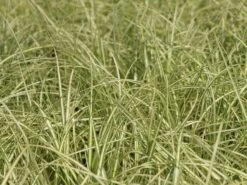 Gold Segge 'Evergold' 13 Gold Segge 'Evergold' -Günstiges Erd Seele Geschäft gold segge evergold m015279 w 1