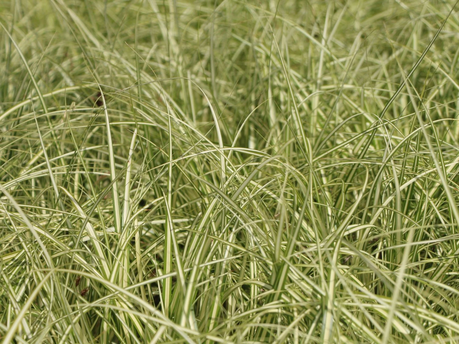 Gold Segge 'Evergold' 7 Gold Segge 'Evergold' – Bild 5