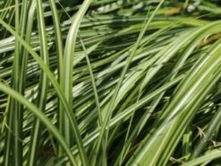 Gold Segge 'Evergold' 12 Gold Segge 'Evergold' -Günstiges Erd Seele Geschäft gold segge evergold m015279 w 2