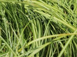 Gold Segge 'Evergold' 14 Gold Segge 'Evergold' -Günstiges Erd Seele Geschäft gold segge evergold m015279 w 3