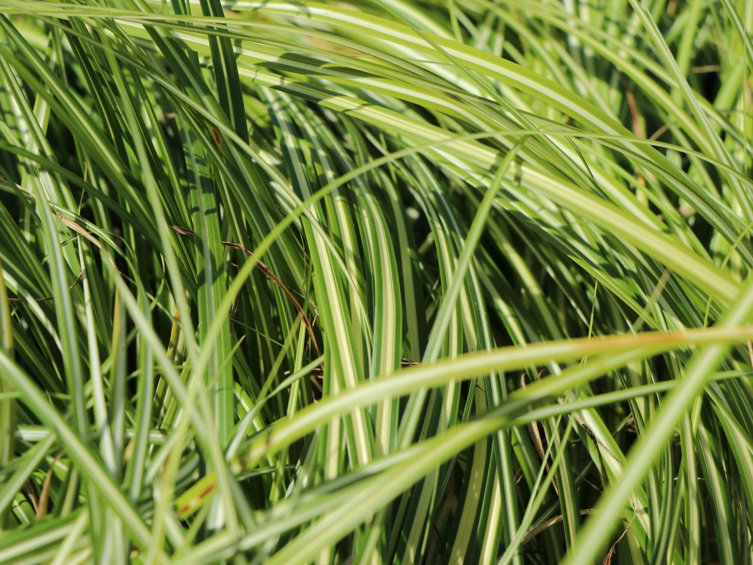 Gold Segge 'Evergold' 8 Gold Segge 'Evergold' – Bild 6