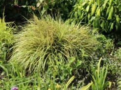 Gold Segge 'Evergold' 15 Gold Segge 'Evergold' -Günstiges Erd Seele Geschäft gold segge evergold m015279 w 4