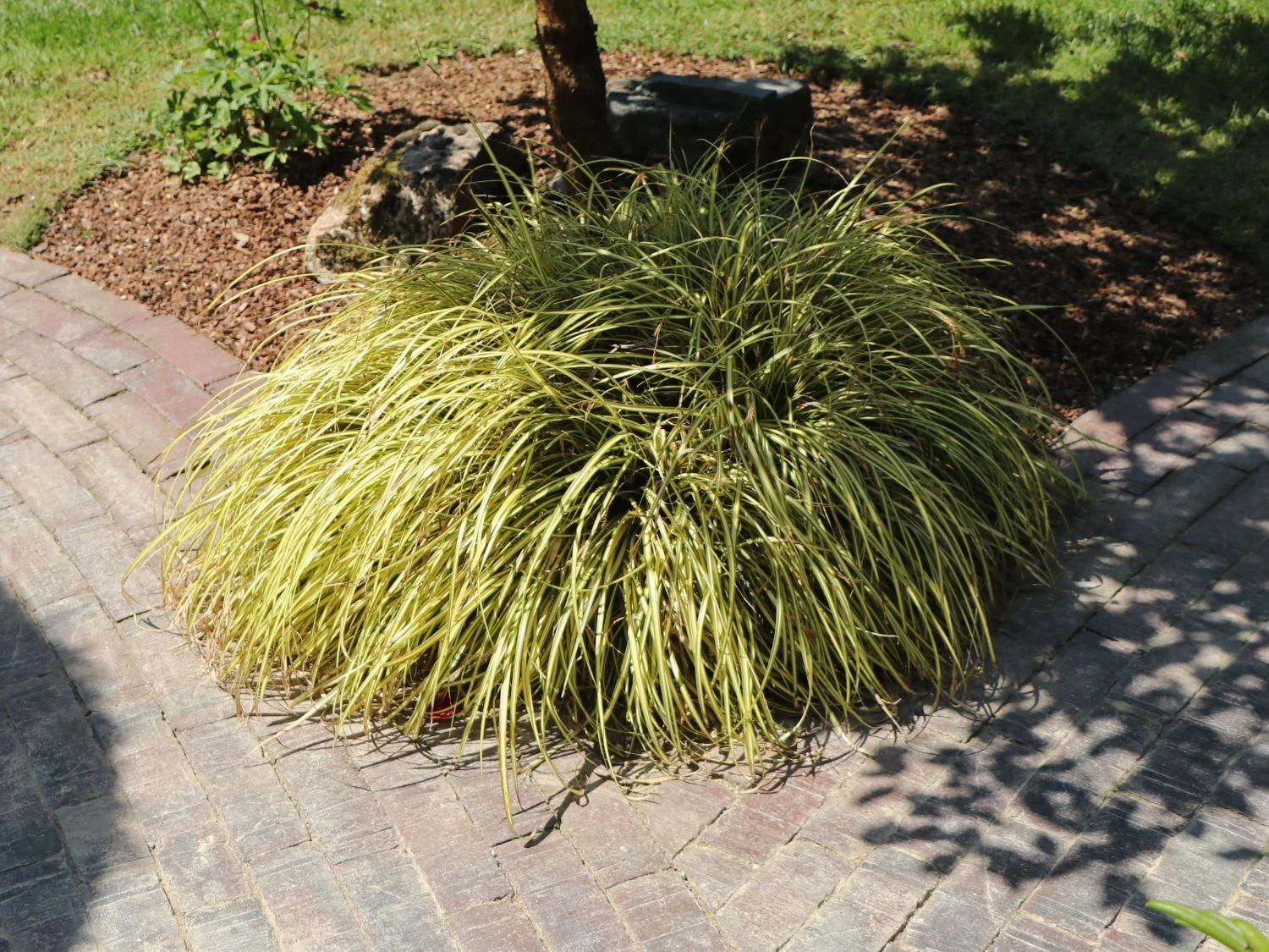 Gold Segge 'Evergold' 4 Gold Segge 'Evergold' – Bild 2