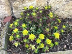 Gold-Wolfsmilch 'Bonfire' -Günstiges Erd Seele Geschäft gold wolfsmilch bonfire m102093 638047 0