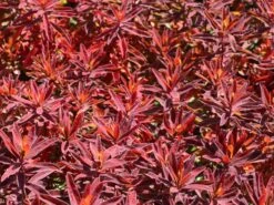 Gold-Wolfsmilch 'Bonfire'