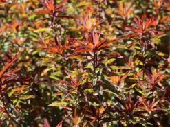 Gold-Wolfsmilch 'Bonfire' -Günstiges Erd Seele Geschäft gold wolfsmilch bonfire m102093 w 1