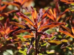 Gold-Wolfsmilch 'Bonfire' -Günstiges Erd Seele Geschäft gold wolfsmilch bonfire m102093 w 2